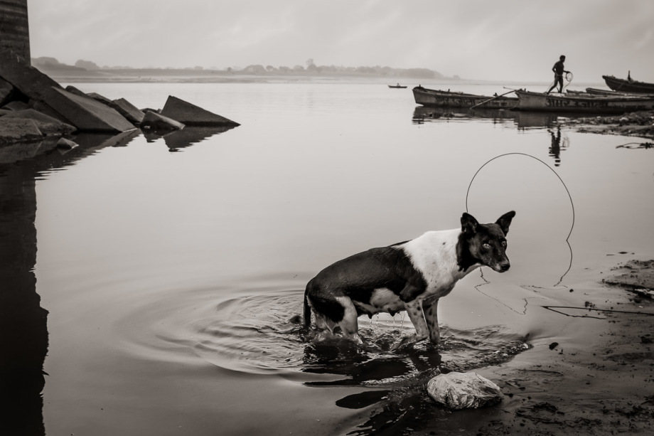 Departure Dog, Varanasi